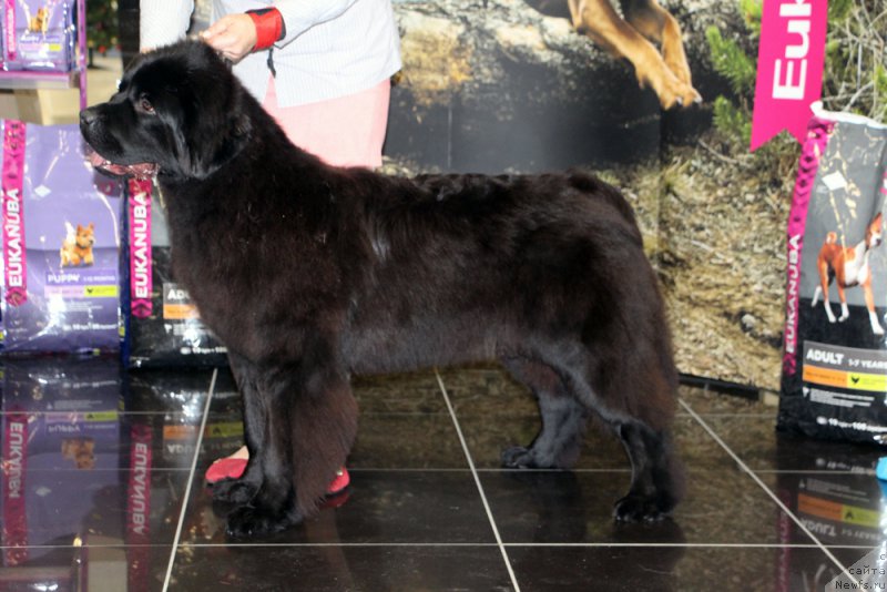 Фотография № 217012