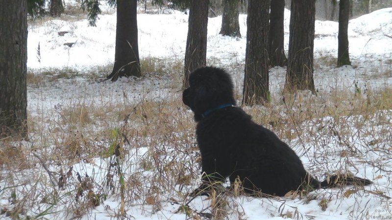 Фотография № 217013