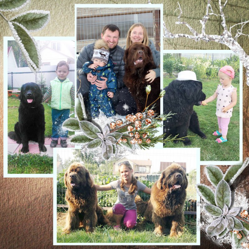 Фото: ньюфаундленд CHelesta Remarkabl Vench (Челеста Ремаркабл Венч), ньюфаундленд Chara Hani Les (Чара Хани Лес), ньюфаундленд CHeyz Kaden Kleve Led (Чейз Каден Клеве Лед), ньюфаундленд Charli The Best Helfi Pel (Чарли Де Бест Хелфи Пэл), ньюфаундленд Charmer Denkam Bronze (Чармер Денкам Бронз)