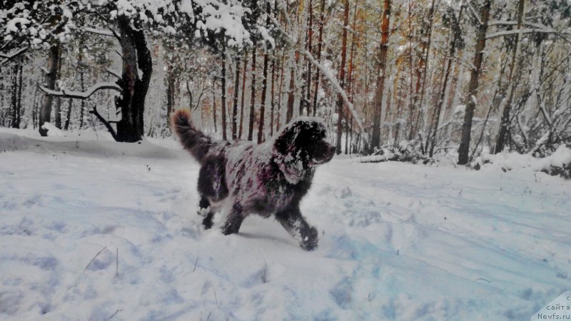 Фото: ньюфаундленд Braunblad MSK Saylas Soul Drim (Браунблад МСК Сайлас Соул Дрим)