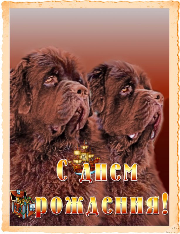 Фото: ньюфаундленд Charli The Best Helfi Pel (Чарли Де Бест Хелфи Пэл), ньюфаундленд Charmer Denkam Bronze (Чармер Денкам Бронз)