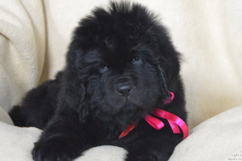 Фотография № 217019