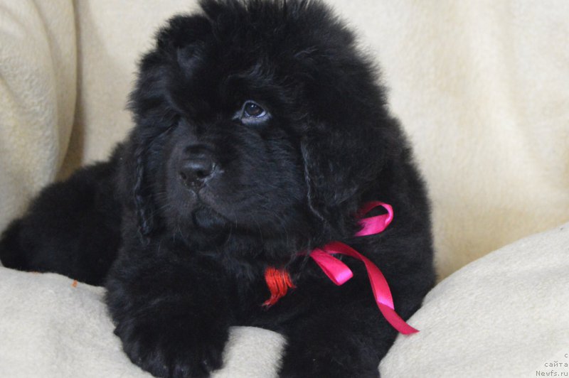 Фото: ньюфаундленд CHernyiy Balu Landgraft (Черный Балу Ландграфт)