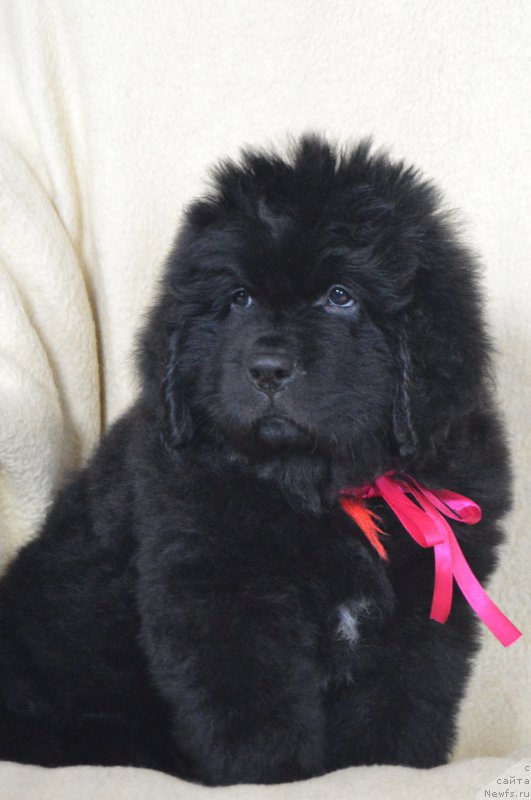 Фото: ньюфаундленд CHernyiy Balu Landgraft (Черный Балу Ландграфт)