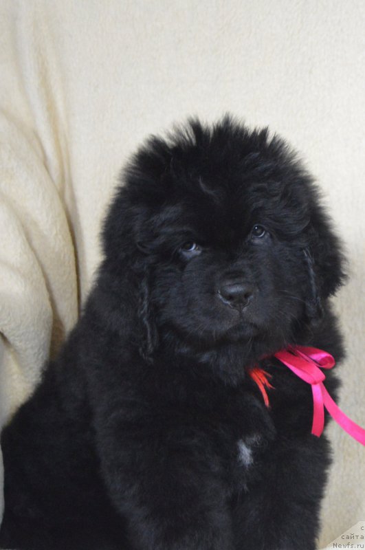 Фото: ньюфаундленд CHernyiy Balu Landgraft (Черный Балу Ландграфт)