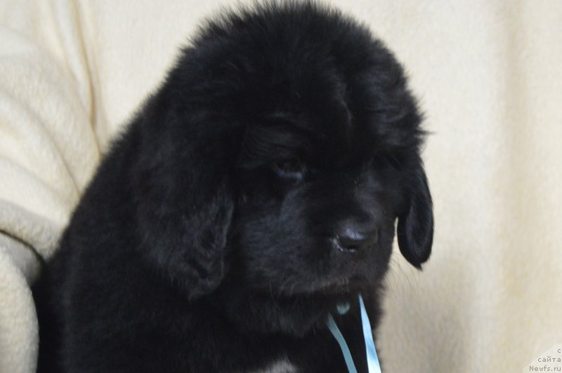 Фото: Синяя нитка