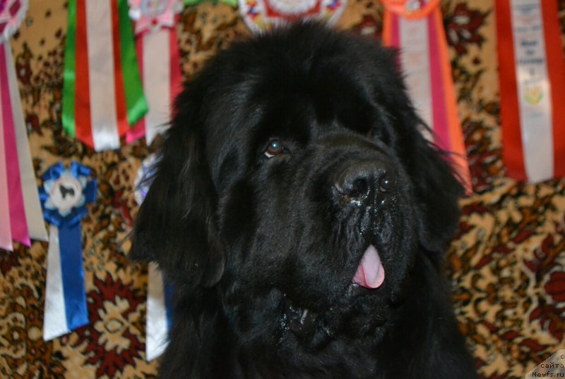 Фото: ньюфаундленд Nazar Vyatskiy Medved (Назар Вятский Медведь)