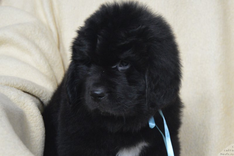 Фотография № 217027