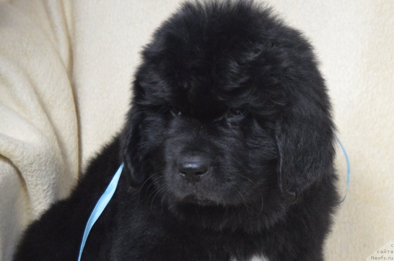 Фото: ньюфаундленд CHernyiy Balu Lendlord (Черный Балу Лендлорд)