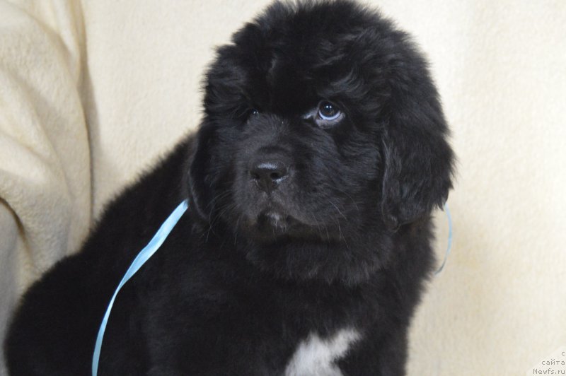 Фото: ньюфаундленд CHernyiy Balu Lendlord (Черный Балу Лендлорд)