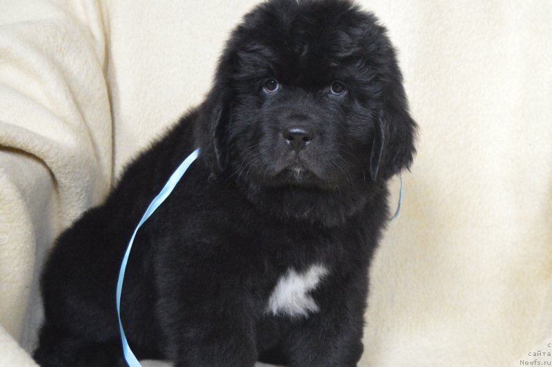 Фото: ньюфаундленд CHernyiy Balu Lendlord (Черный Балу Лендлорд)