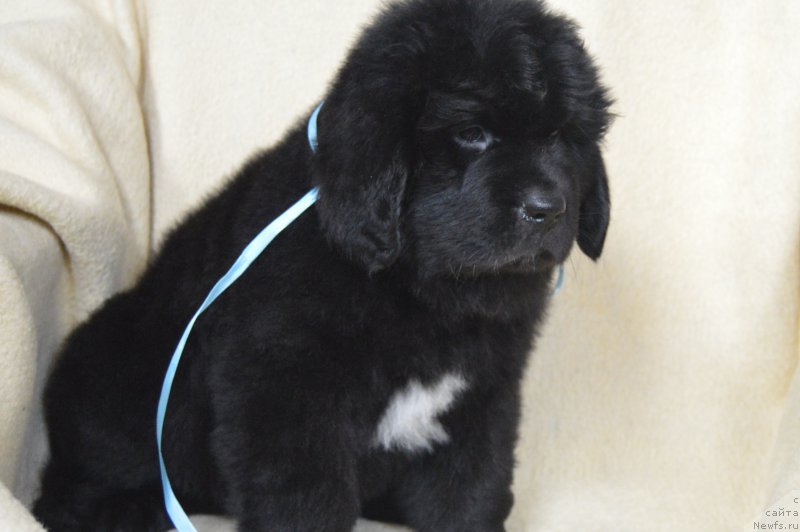 Фото: ньюфаундленд CHernyiy Balu Lendlord (Черный Балу Лендлорд)