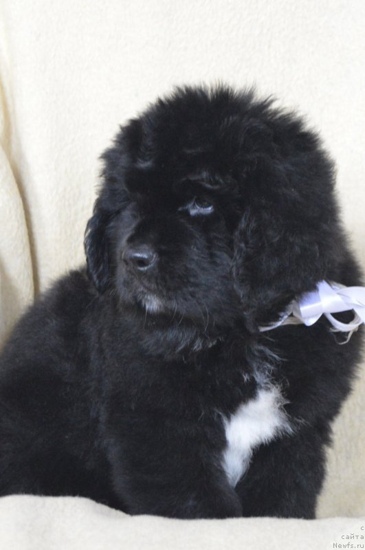 Фото: ньюфаундленд Cherniy Balu Lord-Kantsler (Черный Балу Лорд-Канцлер)