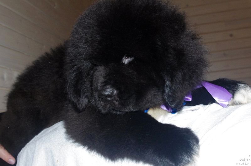 Фото: ньюфаундленд May Frend N'yufi L'Artizan Mun (Май Френд Ньюфи Л'Артизан Мун)