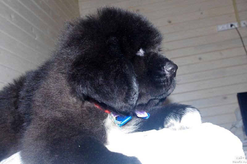 Фото: ньюфаундленд May Frend N'yufi L'Artizan Mun (Май Френд Ньюфи Л'Артизан Мун)