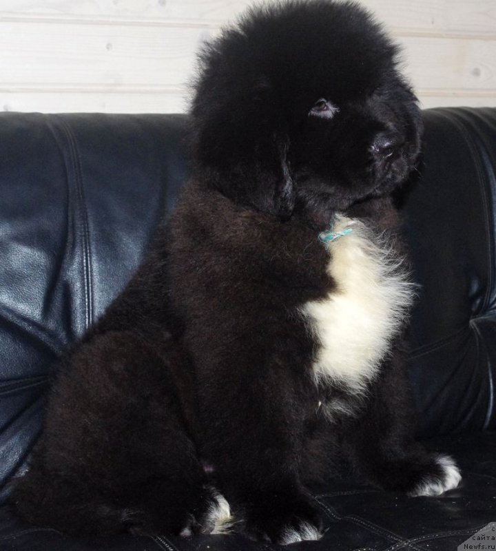 Фото: ньюфаундленд May Frend N'yufi L'Artizan Mun (Май Френд Ньюфи Л'Артизан Мун)