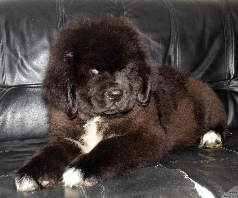 Фото: ньюфаундленд May Frend N'yufi L'Artizan Mun (Май Френд Ньюфи Л'Артизан Мун)