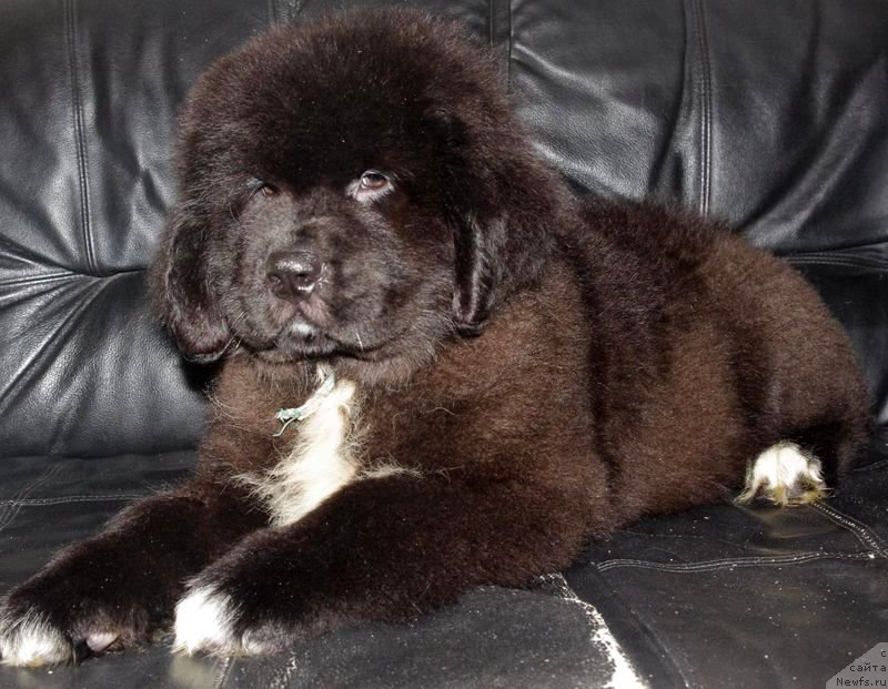 Фото: ньюфаундленд May Frend N'yufi L'Artizan Mun (Май Френд Ньюфи Л'Артизан Мун)