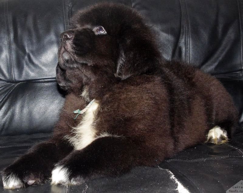 Фото: ньюфаундленд May Frend N'yufi L'Artizan Mun (Май Френд Ньюфи Л'Артизан Мун)