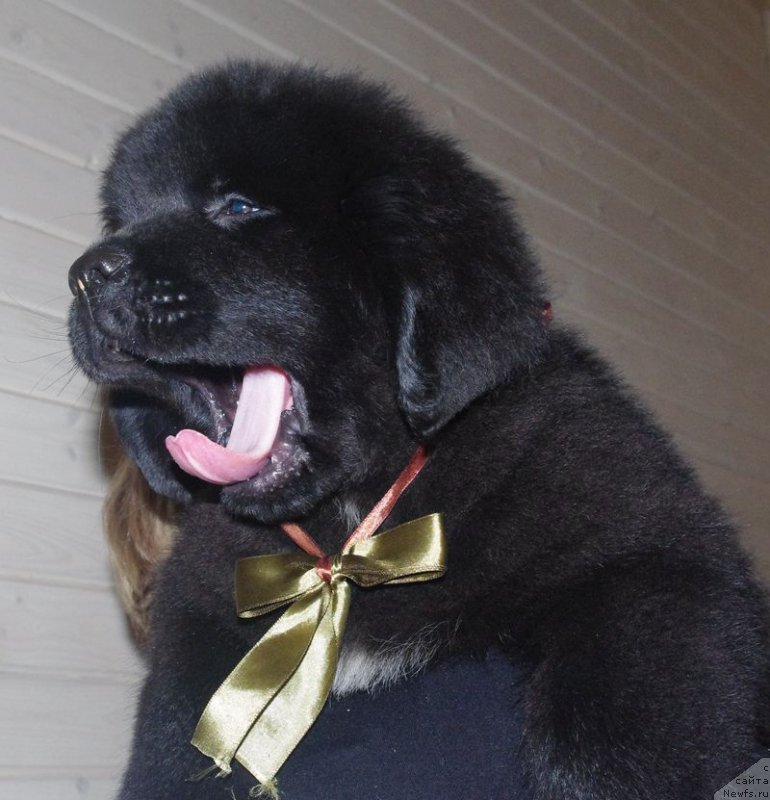 Фото: ньюфаундленд May Frend N'yufi Layt May Faye (Май Френд Ньюфи Лайт Май Фаэ)