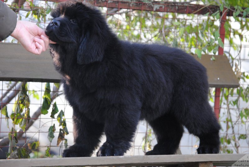 Фото: ньюфаундленд Moya Stikhiya Nastasya Krasa (Моя Стихия Настасья Краса)