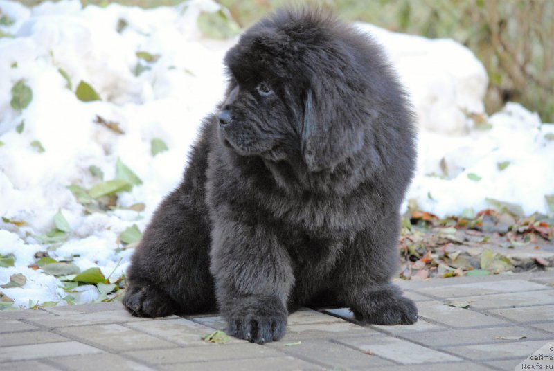 Фото: ньюфаундленд Moya Stikhiya Nastasya Krasa (Моя Стихия Настасья Краса)