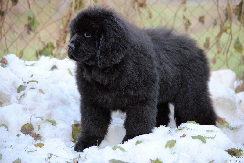 Фото: ньюфаундленд Moya Stikhiya Nastasya Krasa (Моя Стихия Настасья Краса)