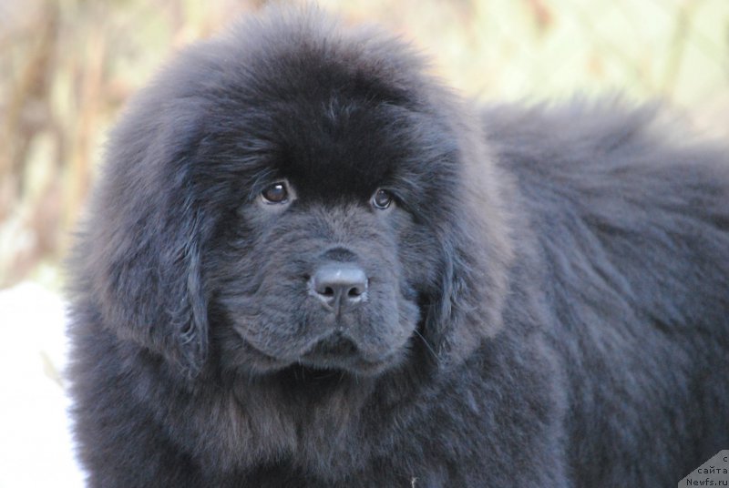 Фото: ньюфаундленд Moya Stikhiya Nastasya Krasa (Моя Стихия Настасья Краса)