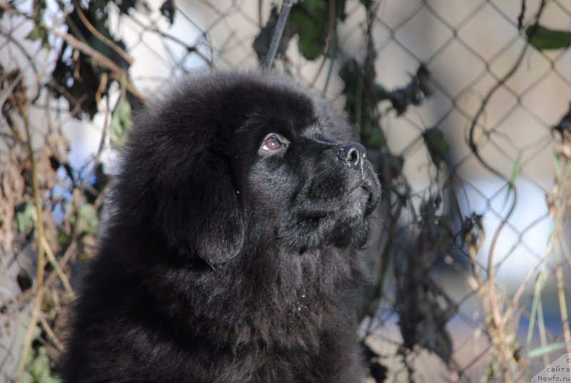 Фото: ньюфаундленд Moya Stihiya Miss Pidji (Моя Стихия Мисс Пиджи)