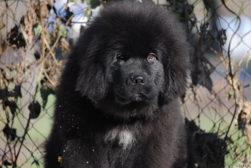 Фото: ньюфаундленд Moya Stihiya Miss Pidji (Моя Стихия Мисс Пиджи)