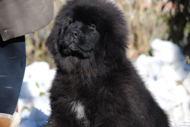 Фото: ньюфаундленд Moya Stihiya Miss Pidji (Моя Стихия Мисс Пиджи)