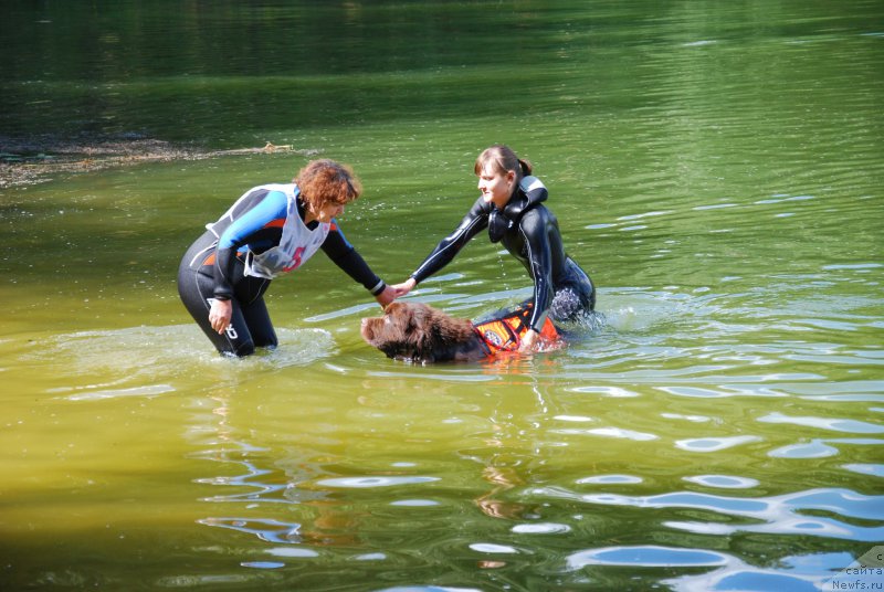 Фото: ньюфаундленд Charli The Best Helfi Pel (Чарли Де Бест Хелфи Пэл), Elena SHmeleva (Елена Шмелева), Anastasiya Kireeva (Анастасия Киреева)