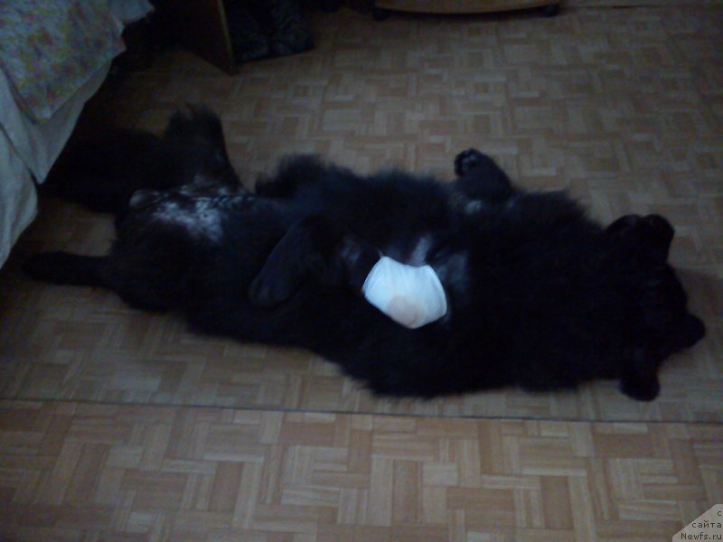 Фото: ньюфаундленд Predannyiy Drug (Преданный Друг)