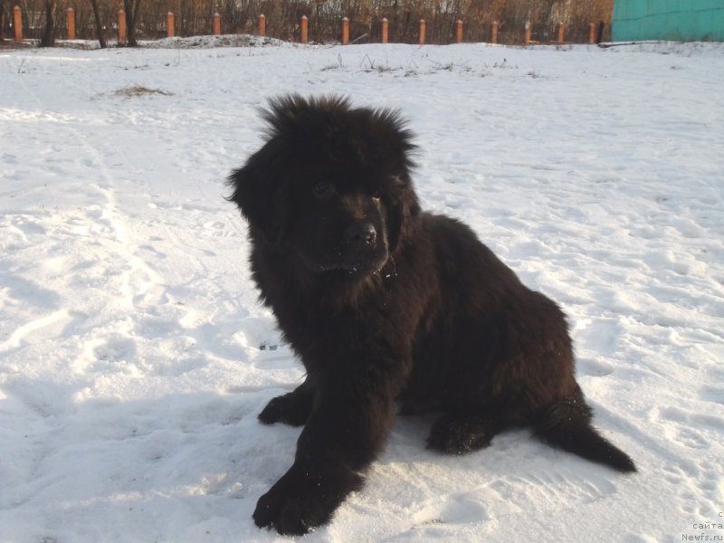 Фотография № 217067