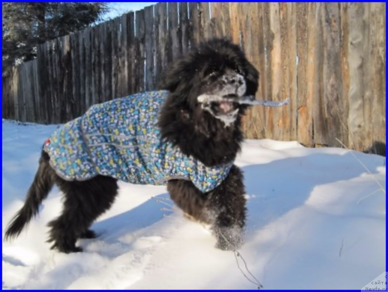 Фото: ньюфаундленд Beretta (Беретта)