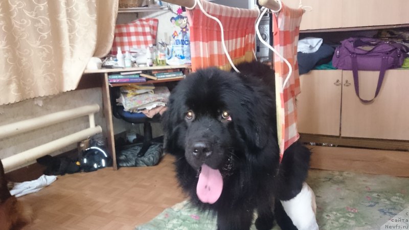 Фото: ньюфаундленд Predannyiy Drug (Преданный Друг)