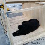 Фото: ньюфаундленд Sting Vanderful Sindi (Стинг Вандерфул Синди)