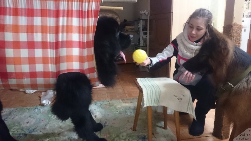 Фото: ньюфаундленд Predannyiy Drug (Преданный Друг)