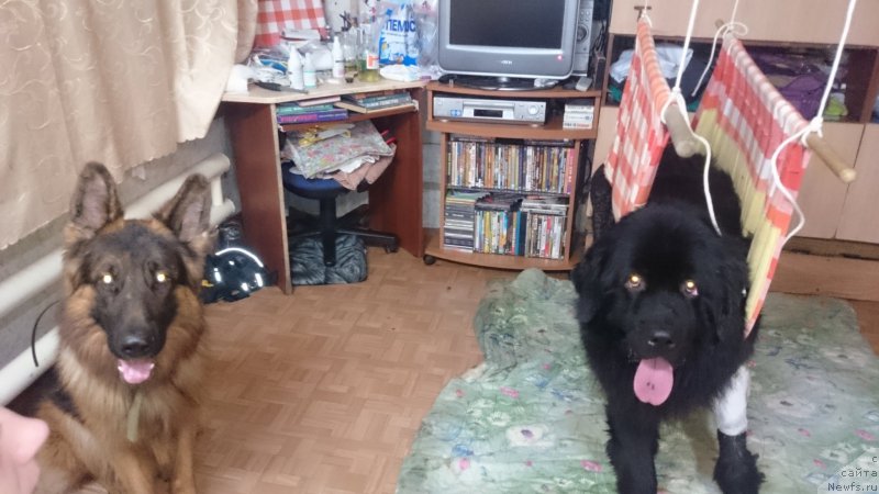 Фото: ньюфаундленд Predannyiy Drug (Преданный Друг)