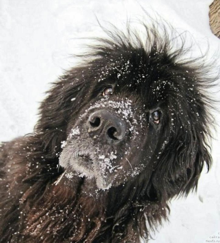 Фото: ньюфаундленд Beretta (Беретта)