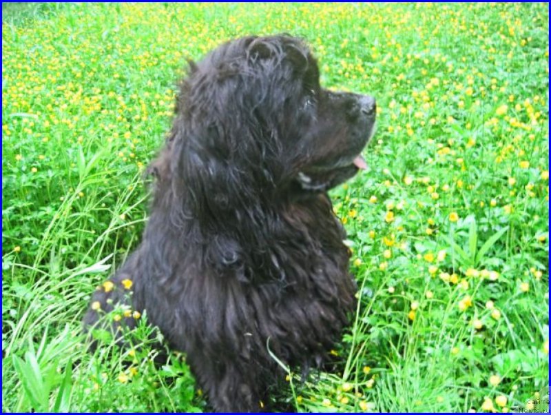 Фото: ньюфаундленд Beretta (Беретта)