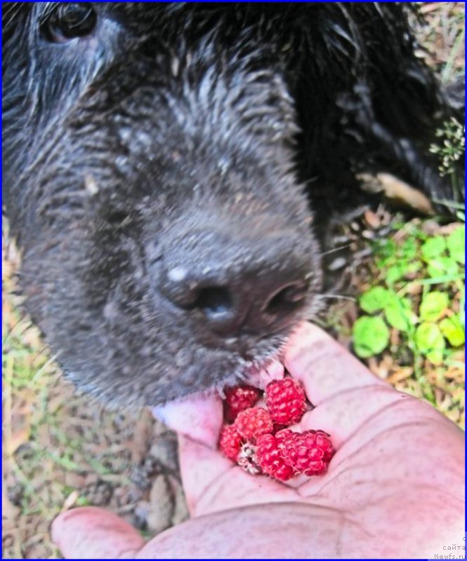 Фото: ньюфаундленд Beretta (Беретта)