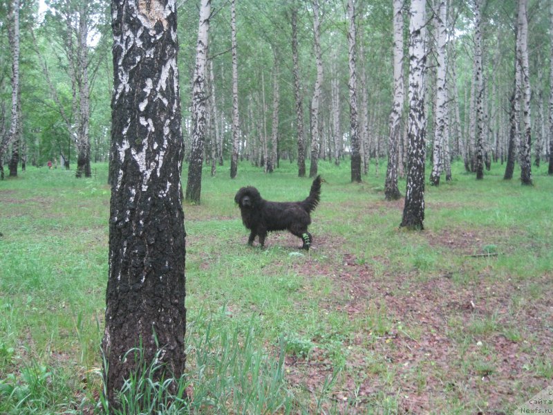 Фото: ньюфаундленд Beretta (Беретта)