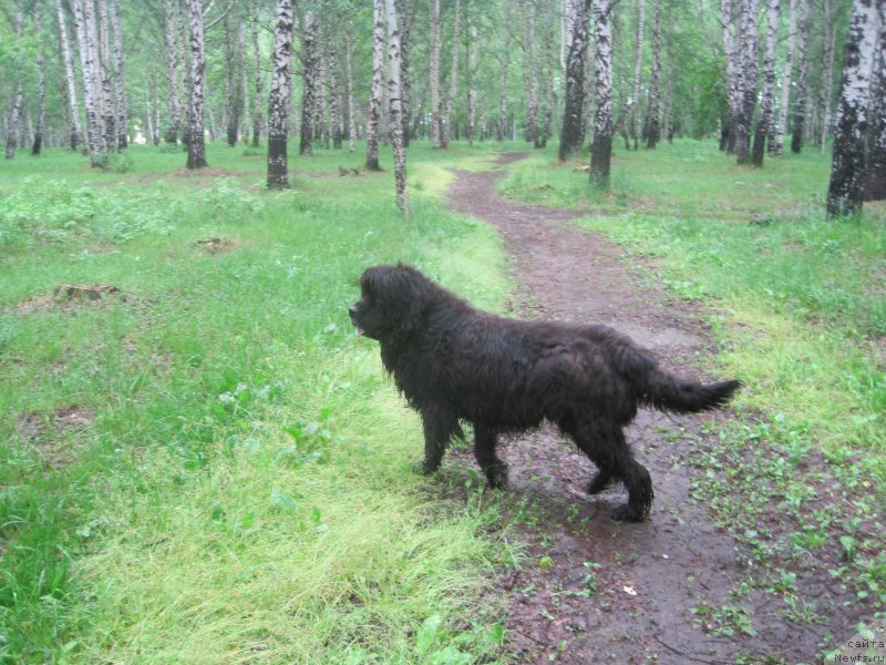 Фото: ньюфаундленд Beretta (Беретта)