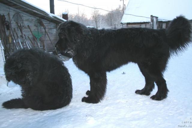Фото: ньюфаундленд Ukrotitel'nica Stihiy (Укротительница Стихий), ньюфаундленд Drive Me Crazy of Apachee's Home