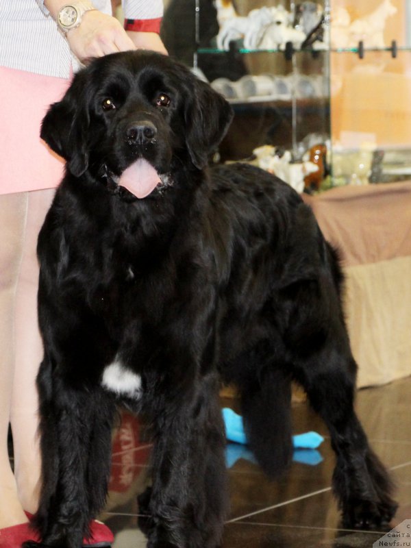 Фотография № 217095