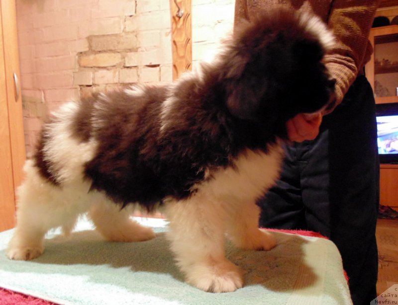 Фото: ньюфаундленд Vodogray ot Karel'skih Medvedey (Водограй от Карельских Медведей)