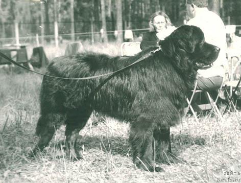 Фото: ньюфаундленд Geur (Геур)