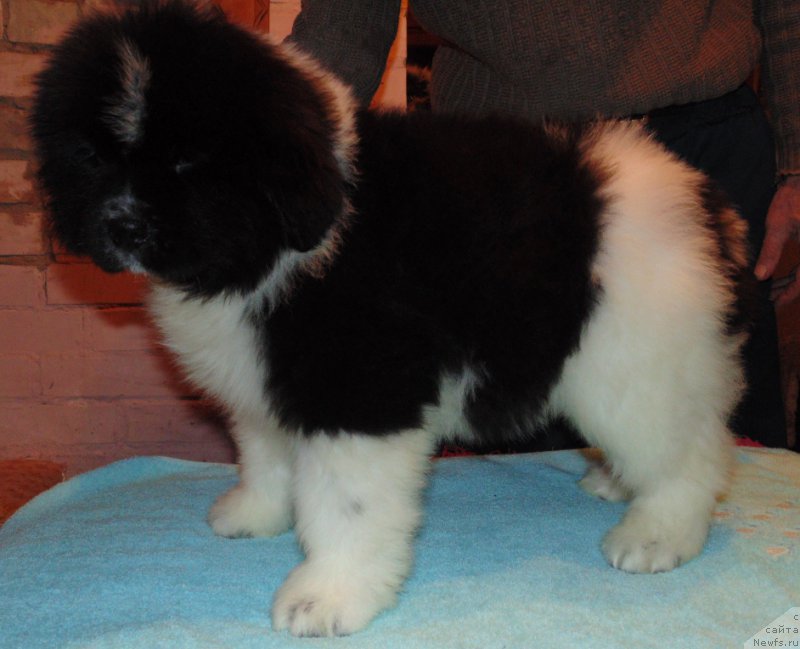 Фото: ньюфаундленд Vodogray ot Karel'skih Medvedey (Водограй от Карельских Медведей)