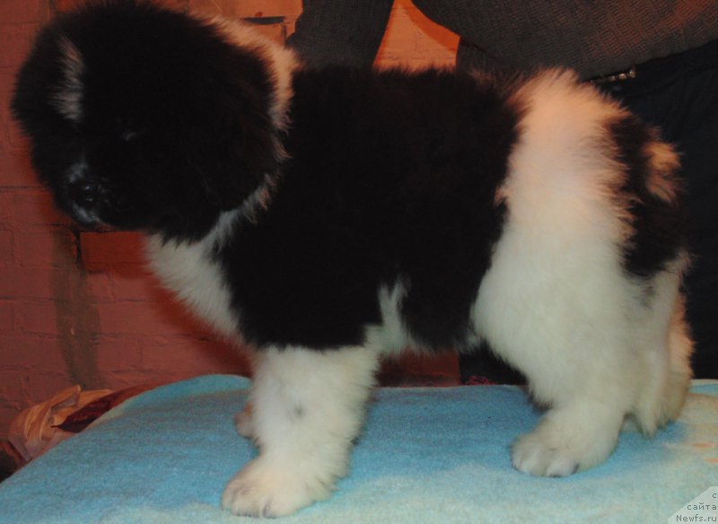 Фото: ньюфаундленд Vodogray ot Karel'skih Medvedey (Водограй от Карельских Медведей)